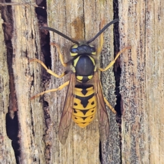 Vespula germanica at QPRC LGA - 7 Apr 2024 01:48 PM