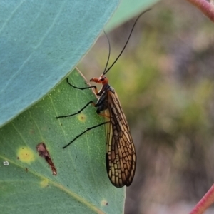 Chorista australis at Black Mountain - 7 Apr 2024