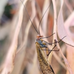 Chorista australis at Black Mountain - 7 Apr 2024