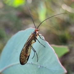 Chorista australis at Black Mountain - 7 Apr 2024