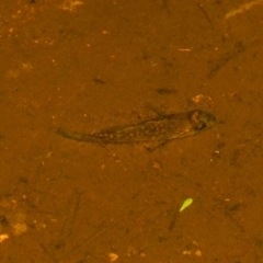 Macquaria australasica (Macquarie Perch) at Lower Cotter Catchment - 7 Apr 2024 by Ct1000