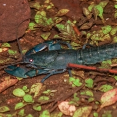 Cherax destructor at Lower Cotter Catchment - 7 Apr 2024 by Ct1000