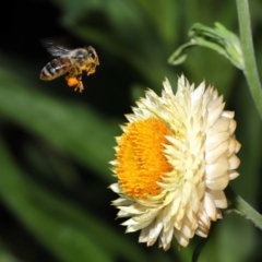 Apis mellifera (European honey bee) at Acton, ACT - 7 Apr 2024 by TimL