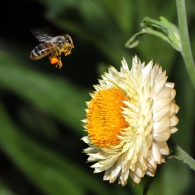 Apis mellifera (European honey bee) at ANBG - 7 Apr 2024 by TimL