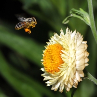 Apis mellifera (European honey bee) at Acton, ACT - 7 Apr 2024 by TimL