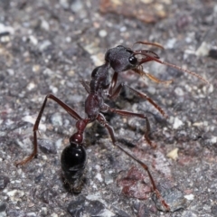 Myrmecia simillima (A Bull Ant) at ANBG - 7 Apr 2024 by TimL