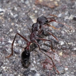 Myrmecia simillima at ANBG - 7 Apr 2024 12:57 PM