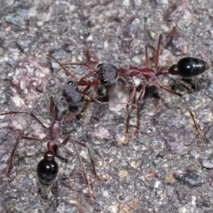 Myrmecia simillima at ANBG - 7 Apr 2024 12:57 PM