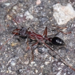 Myrmecia simillima at ANBG - 7 Apr 2024 12:57 PM