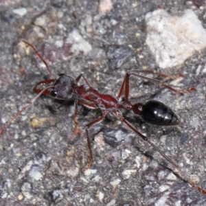 Myrmecia simillima at ANBG - 7 Apr 2024 12:57 PM