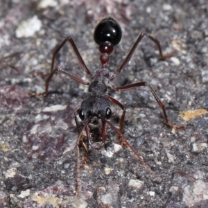 Myrmecia simillima at ANBG - 7 Apr 2024 12:57 PM