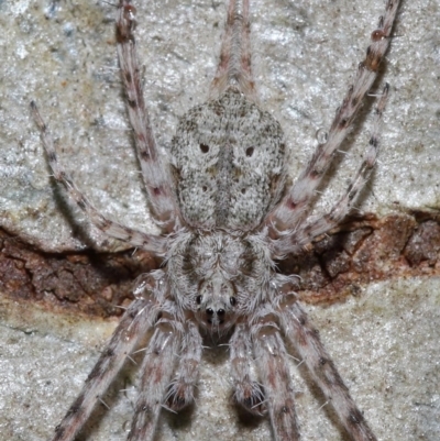 Tamopsis sp. (genus) (Two-tailed spider) at Acton, ACT - 7 Apr 2024 by TimL