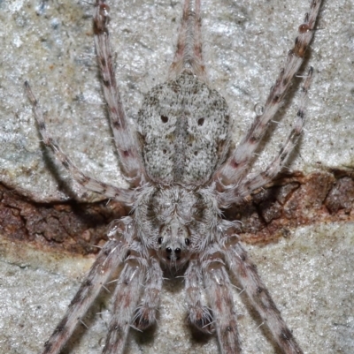 Tamopsis sp. (genus) (Two-tailed spider) at ANBG - 7 Apr 2024 by TimL