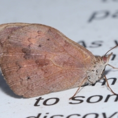 Heteronympha merope (Common Brown Butterfly) at Acton, ACT - 7 Apr 2024 by TimL