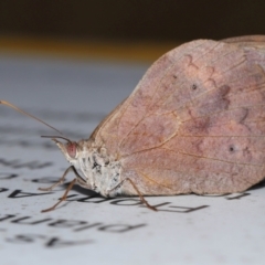 Heteronympha merope at ANBG - 7 Apr 2024 01:40 PM