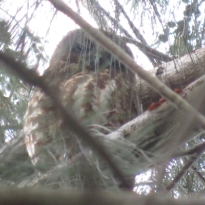 Ninox boobook (Southern Boobook) at Jerrabomberra Wetlands - 7 Apr 2024 by Christine