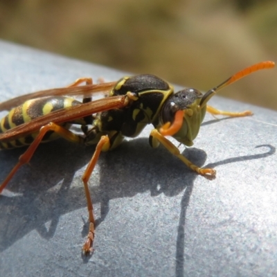 Polistes (Polistes) chinensis (Asian paper wasp) at Hume, ACT - 7 Apr 2024 by Christine