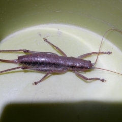 Coptaspis sp. (genus) (Katydid) at Charleys Forest, NSW - 7 Apr 2024 by arjay