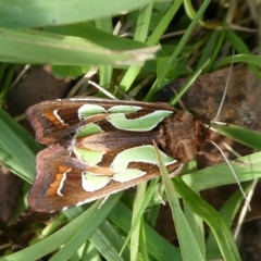 Cosmodes elegans (Green Blotched Moth) at Mongarlowe River - 7 Apr 2024 by arjay