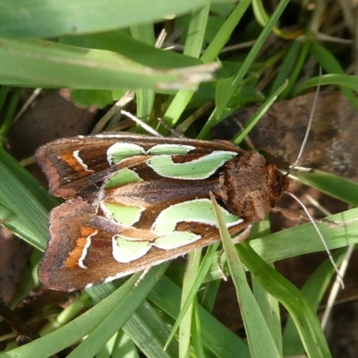 Cosmodes elegans (Green Blotched Moth) at QPRC LGA - 7 Apr 2024 by arjay