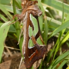 Cosmodes elegans at QPRC LGA - suppressed