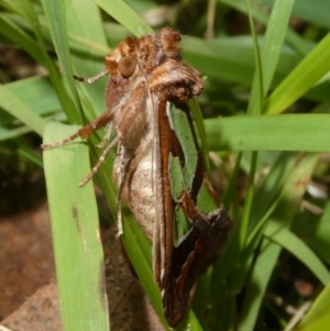 Cosmodes elegans at QPRC LGA - suppressed