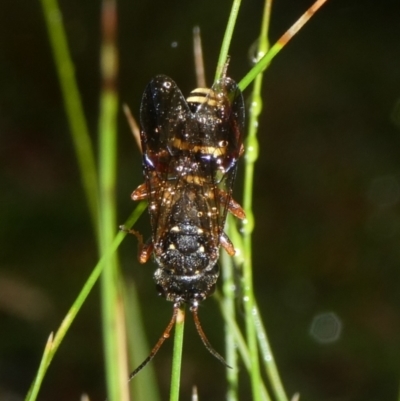 Cerceris sp. (genus) (Unidentified Cerceris wasp) at Charleys Forest, NSW - 4 Apr 2024 by arjay