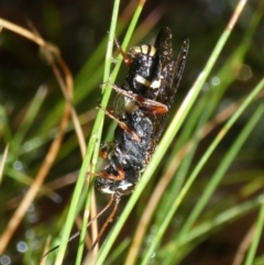 Cerceris sp. (genus) at QPRC LGA - 4 Apr 2024