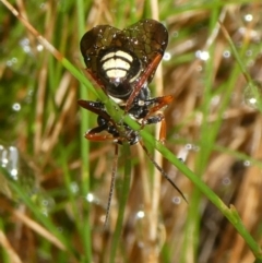 Cerceris sp. (genus) at QPRC LGA - suppressed