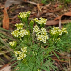 Tagetes minuta (Stinking Roger) at Bungonia, NSW - 6 Apr 2024 by trevorpreston