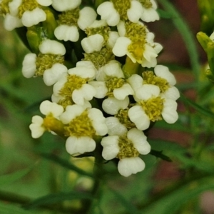 Tagetes minuta at Bungonia National Park - 7 Apr 2024