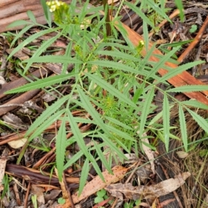 Tagetes minuta at Bungonia National Park - 7 Apr 2024