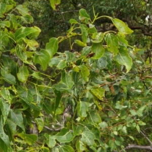 Brachychiton populneus at Bungonia National Park - 7 Apr 2024 09:00 AM