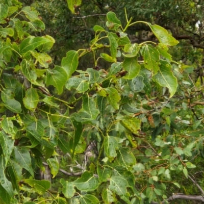 Brachychiton populneus (Kurrajong) at Bungonia, NSW - 6 Apr 2024 by trevorpreston