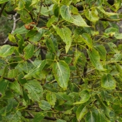 Brachychiton populneus at Bungonia National Park - 7 Apr 2024