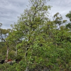 Brachychiton populneus at Bungonia National Park - 7 Apr 2024 09:00 AM