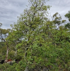 Brachychiton populneus at Bungonia National Park - 7 Apr 2024 09:00 AM