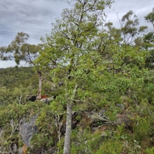 Brachychiton populneus at Bungonia National Park - 7 Apr 2024 09:00 AM