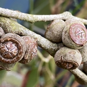 Eucalyptus serraensis subsp. verrucata at suppressed - 8 Apr 2024