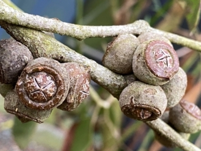 Eucalyptus serraensis subsp. verrucata (Mount Abrupt Stringybark) at QPRC LGA - 7 Apr 2024 by Wandiyali