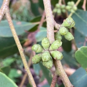 Eucalyptus serraensis subsp. verrucata at suppressed - 8 Apr 2024