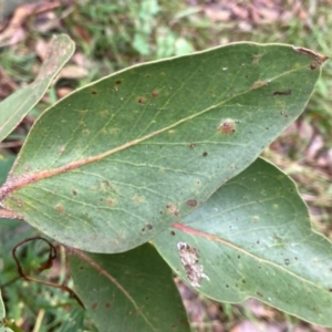 Eucalyptus serraensis subsp. verrucata at suppressed - 8 Apr 2024