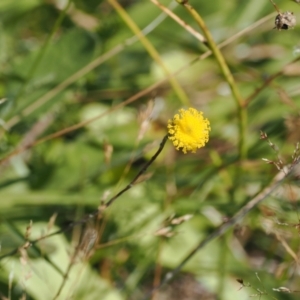 Leptorhynchos squamatus subsp. alpinus at Namadgi National Park - 25 Mar 2024