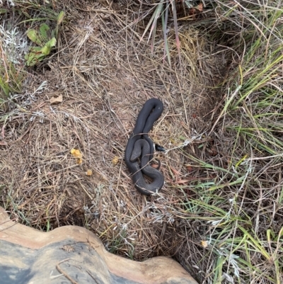 Austrelaps ramsayi (Highlands Copperhead) at Dry Plain, NSW - 7 Apr 2024 by brunonia