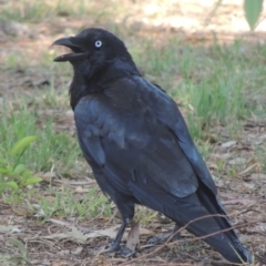 Corvus coronoides (Australian Raven) at Pollinator-friendly garden Conder - 13 Nov 2023 by michaelb