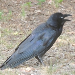 Corvus coronoides at Pollinator-friendly garden Conder - 13 Nov 2023