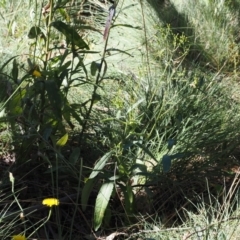 Senecio gunnii (Mountains Fireweed) at Cotter River, ACT - 25 Mar 2024 by RAllen