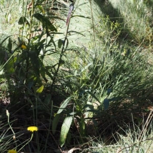 Senecio gunnii at Namadgi National Park - 25 Mar 2024