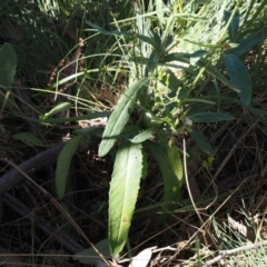 Senecio gunnii at Namadgi National Park - 25 Mar 2024