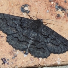 Melanodes anthracitaria (Black Geometrid) at Pollinator-friendly garden Conder - 18 Nov 2023 by MichaelBedingfield